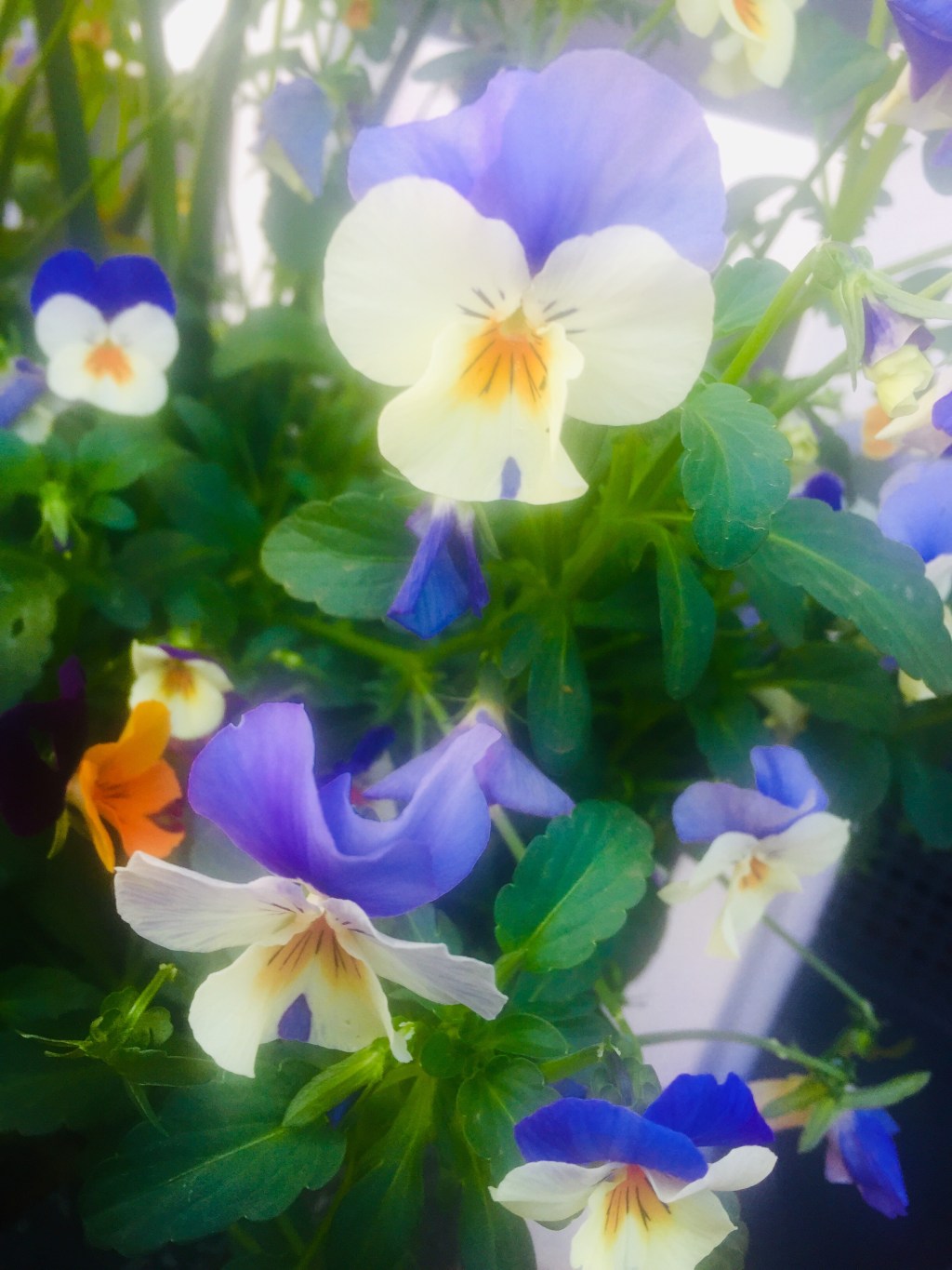 Prose Poetry: The Pansies –&nbsp;25/10/19