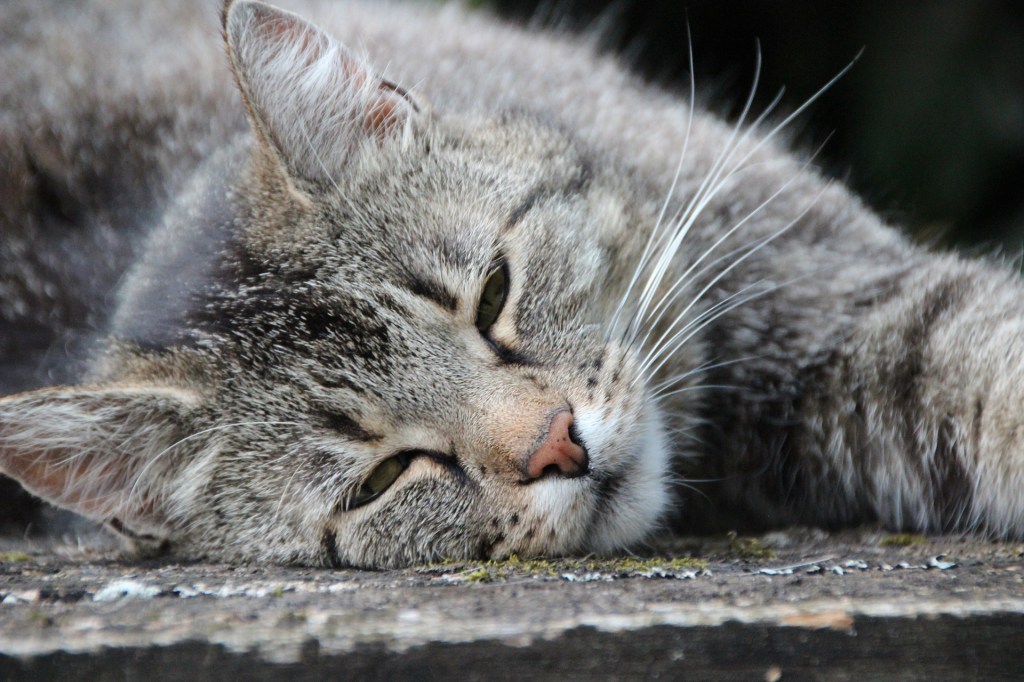 Poem: New Morning –&nbsp;29/02/20