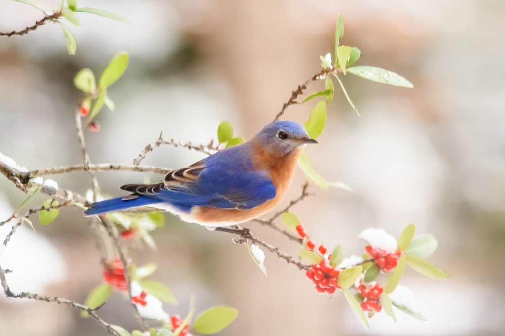 Prose Poetry: A Tune For the Bird Who Brightens my Day –&nbsp;05/04/20
