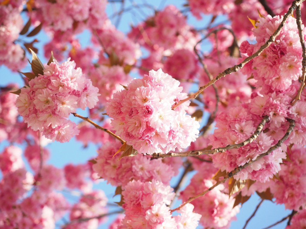 Poem: Friendships Among Pink Blossoms –&nbsp;27/05/20