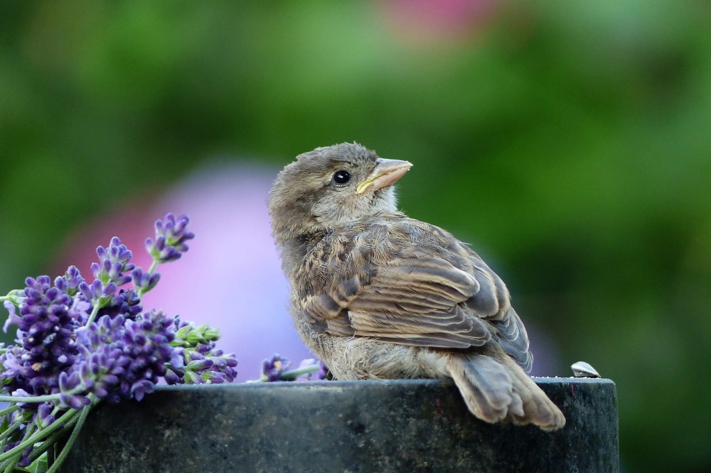 Poem: Pretty Little Sparrow –&nbsp;13/06/20