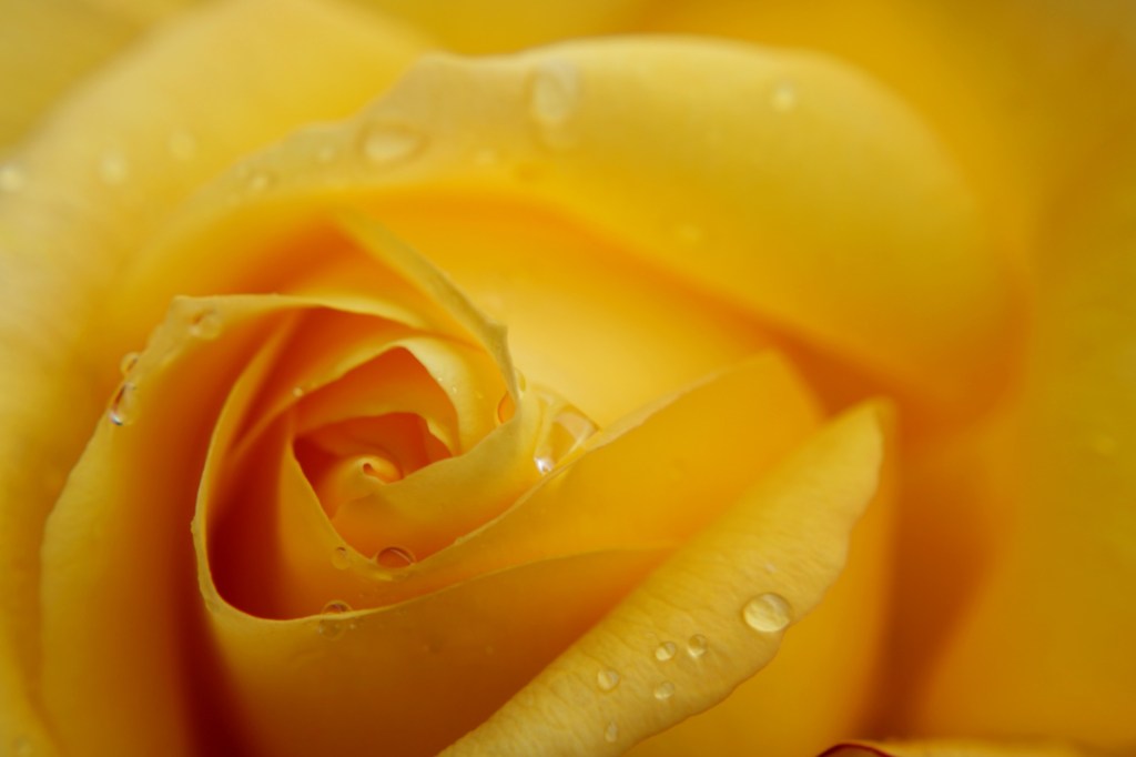 Poem: A Flourishing Rose –&nbsp;10/06/20