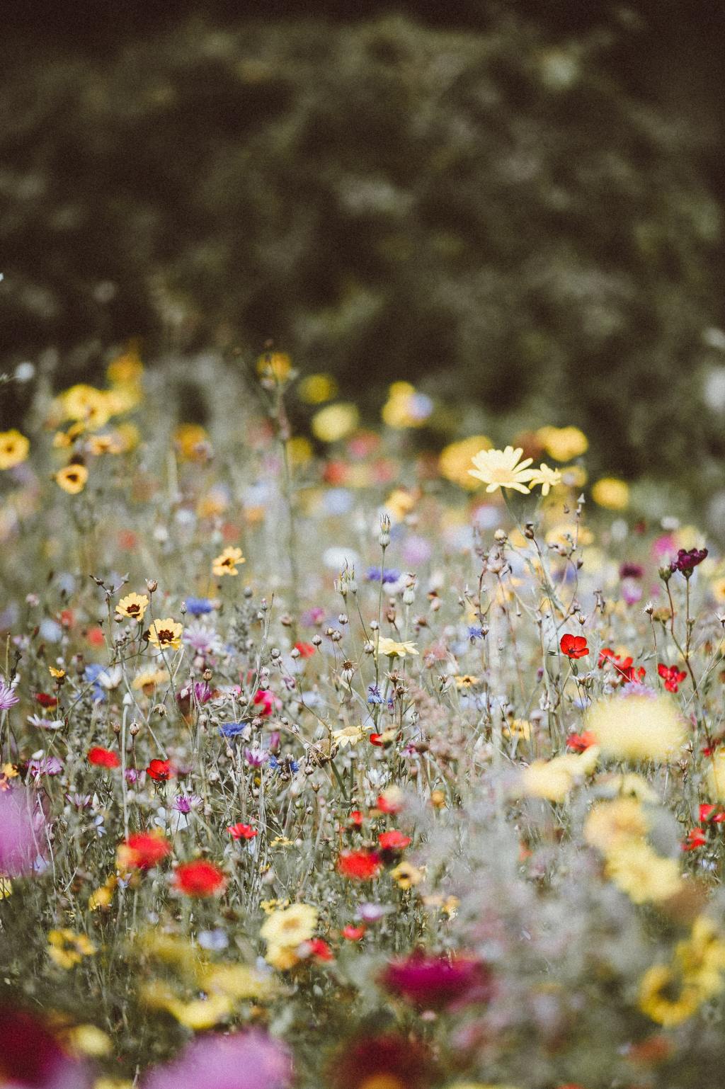 Poem: Wildflowers –&nbsp;23/08/20
