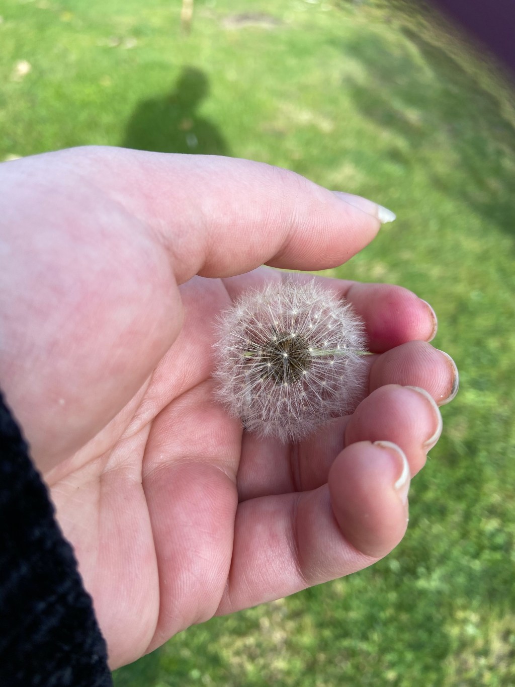 Poem: Sweet Dandelion –&nbsp;06/09/20