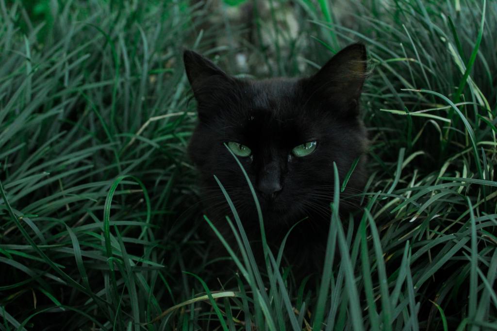 Poem: A Rapid Black Cat –&nbsp;04/05/21
