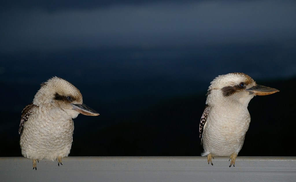 poem: kookaburras –&nbsp;07/03/21